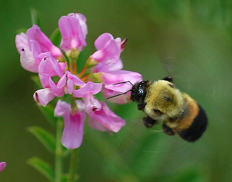 Bee approaching pink flowers for nectar.
