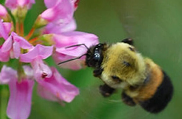 Bee approaching pink flowers for nectar.
